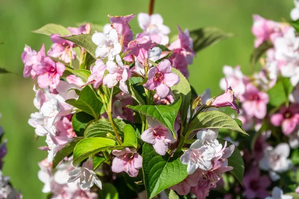 Bulanık arka plan ile güzel canlı pembe Weigela çiçekler. — Stok fotoğraf