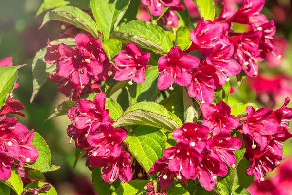 ぼやけた背景を持つ美しい鮮やかな赤いワイゲラの花. — ストック写真