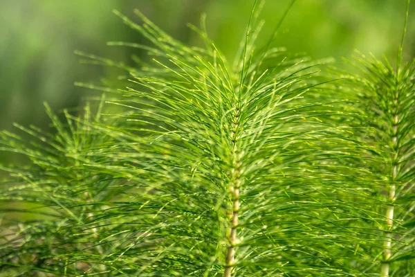 Пышные зеленые стебли полевого хвоста с размытым фоном . — стоковое фото