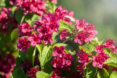 Bulanık arka plan ile güzel canlı kırmızı Weigela çiçekler.