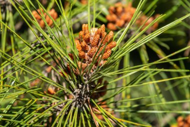 İğneler tarafından çevrili küçük çam kozalakları