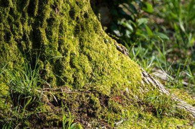 Ormanda kabarık yumuşak yeşil yosun.