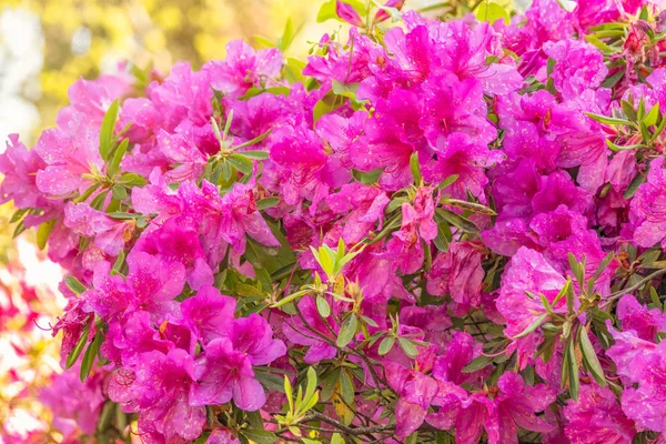 Pembe ormangülü çiçekleri güzel bir görüntü ile