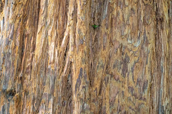 Primer plano de Redwood Bark. Fondo de corteza de árbol sin costuras. Sequoia sempervirens, secoya costera, secoya de California . — Foto de Stock