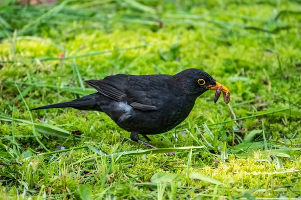 El mirlo macho encontró un gusano en un césped verde. El mirlo común, Turdus merula . — Foto de Stock