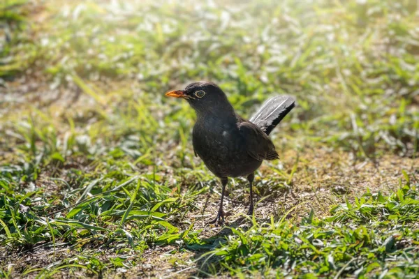 Мужчина-дрозд стоит на зеленой лужайке. Обыкновенный дрозд, Turdus merula . — стоковое фото