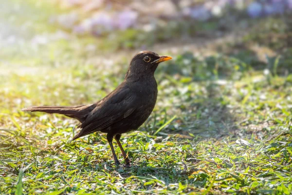 Un merle mâle se tient sur une pelouse verte. Le merle commun, Turdus merula . — Photo