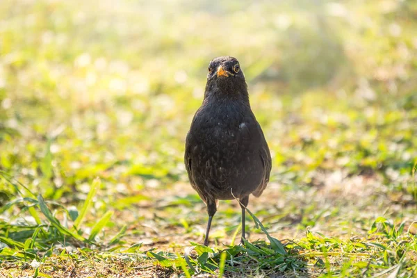 Un macho mirlo está parado en un césped verde. El mirlo común, Turdus merula . — Foto de Stock