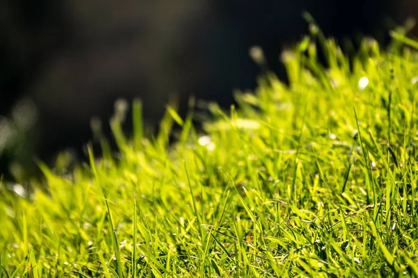 Rumput hijau diterangi oleh matahari terbenam di latar belakang gelap . — Stok Foto