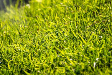 Yeşil çimenler batan güneşle aydınlatıldı. Nanure arka plan.