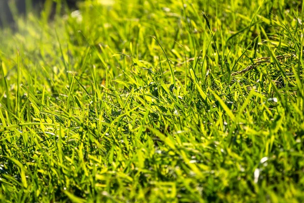 Yeşil çimenler batan güneşle aydınlatıldı. Nanure arka plan.