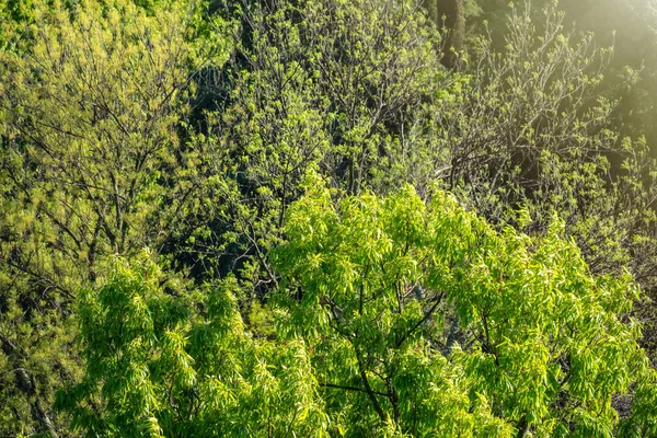 Dik groen bos op de helling. Lente kleuren in het bergbos. — Stockfoto