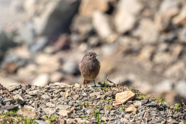 Genç bir siyah redstart - Phoenicurus ochruros taşlar üzerinde oturur.