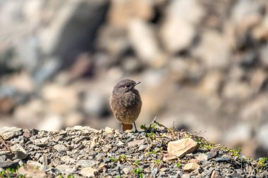 Genç bir siyah redstart - Phoenicurus ochruros taşlar üzerinde oturur.