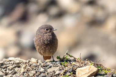 Genç bir siyah redstart - Phoenicurus ochruros taşlar üzerinde oturur.
