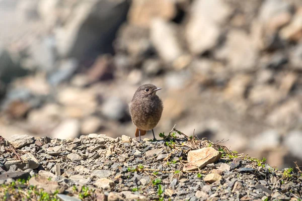 Un joven pelirrojo negro - Phoenicurus ochruros se sienta sobre piedras . — Foto de Stock