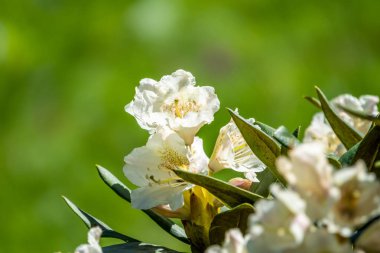 Beyaz ormangülü çiçekleri güzel bir görüntü ile