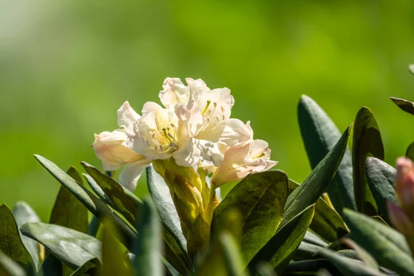 Άνθη λευκά rhododendron με ένα όμορφο θάμπωμα — Φωτογραφία Αρχείου