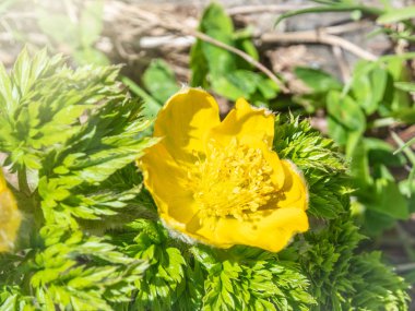 Buttercup ailesinden sarı çiçek Caltha. Dağlarda yüksek yaprakları üzerinde kar ile güzel sarı çiçek.