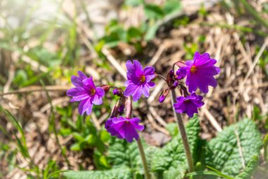 Güzel mor Primula veya çuha çiçeği. Primula amin