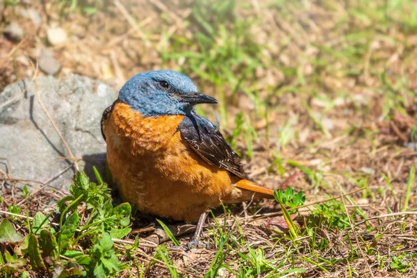 かわいいオレンジ色の鳥の赤いスタートが地面に飾らされました。成人男性 共通レッドスタート — ストック写真