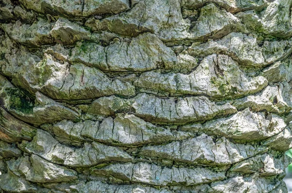 棕榈树的大树干与树树皮的结构的详细的图象 — 图库照片