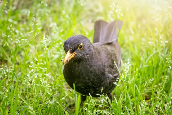 黒鳥の雄が緑の芝生の上に立っている。一般的なブラックバード、ターダスメルラ. — ストック写真