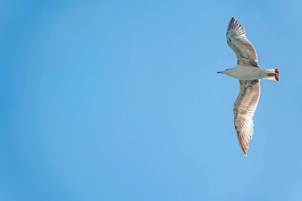 Sea gull in the clear blue sky.