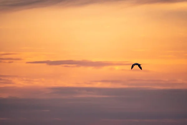 飛ぶカモメのシルエット。赤い夕日の空の背景。黒頭のガル科学名:ララス・リディブンドゥス. — ストック写真
