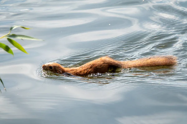 Écureuil inhabituel nage dans l'étang . — Photo