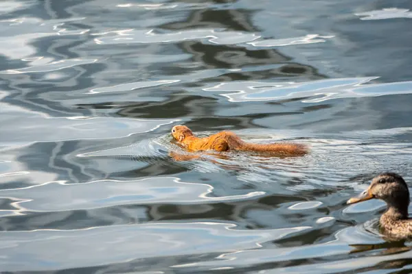 Незвичайна білка плаває в ставку з качкою . — стокове фото