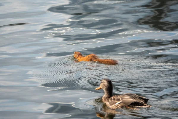 Una ardilla inusual nada en un estanque con un pato . — Foto de Stock