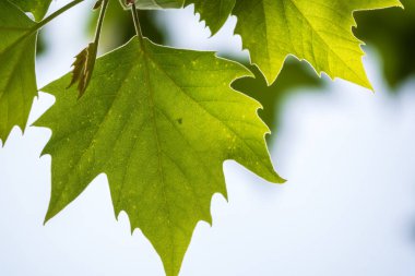 Gökyüzü arka planda güzel akçaağaç yaprağı yakın çekim.