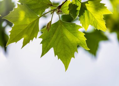 Gökyüzü arka planda güzel akçaağaç yaprağı yakın çekim.