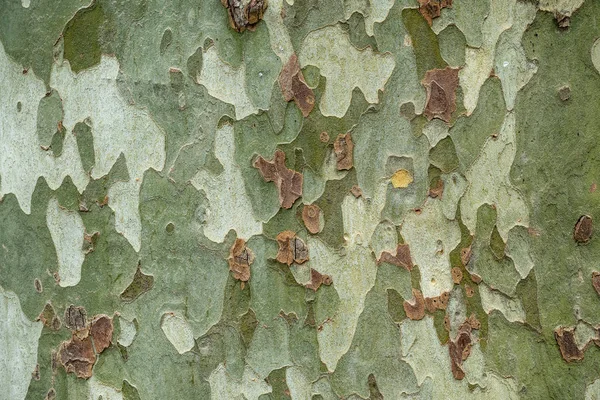 El primer plano de la corteza de un árbol de sicómoro . —  Fotos de Stock