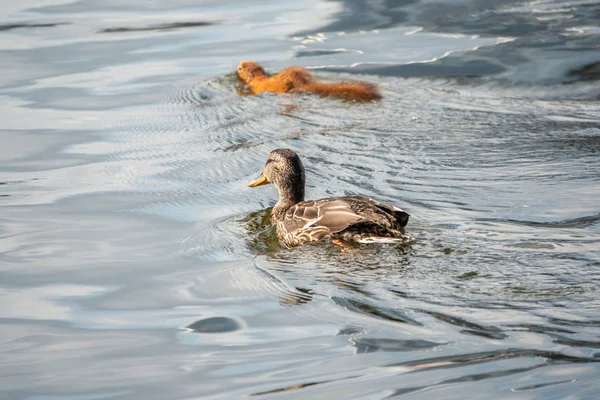 Una ardilla inusual nada en un estanque con un pato . — Foto de Stock