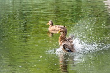 Ördek suya düştü..