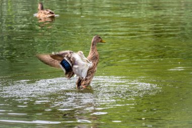 Ördek göletten havalanıyor, açık kanatlarla..
