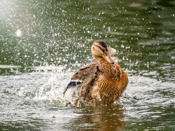 Le canard a atterri dans l'eau . — Photo