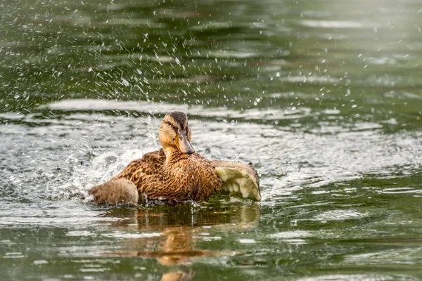 Le canard a atterri dans l'eau . — Photo