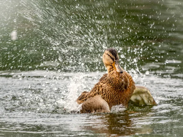 Le canard a atterri dans l'eau . — Photo