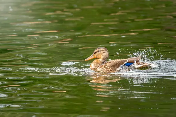 Eend zwemt in de vijver. — Stockfoto