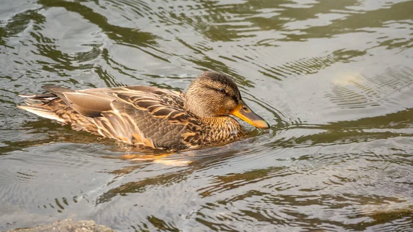 Duck swims in the pond. — Stock Photo, Image