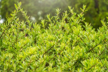 Sonbahar parkında yeşil ve sarı yapraklı dallar.