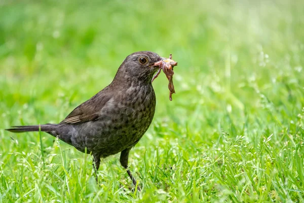 A female blackbird collects worms on a green lawn.