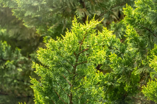 Thuja ramos com gotas de água após a chuva . — Fotografia de Stock