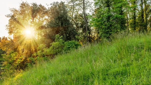 O sol através das árvores em uma encosta com grama verde alta . — Fotografia de Stock
