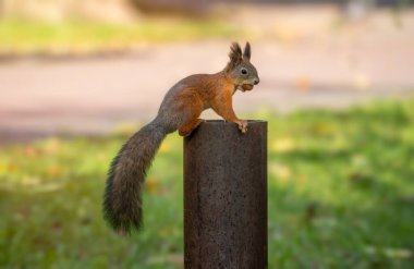 Fındıklı bir sincap sonbahar parkında metal bir desteğe oturur..