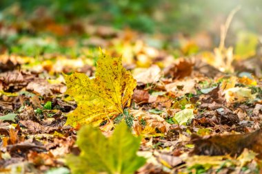 Güneş ışığında turuncu ve sarı yapraklar.