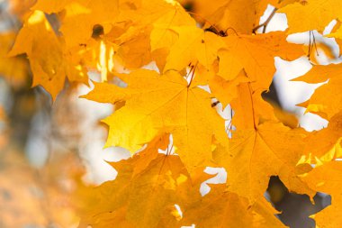 Sonbaharda, günbatımının ışığında, sarı yapraklı akçaağaç dalları.